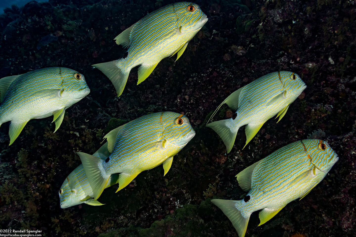 Symphorichthys spilurus (Sailfin Snapper)