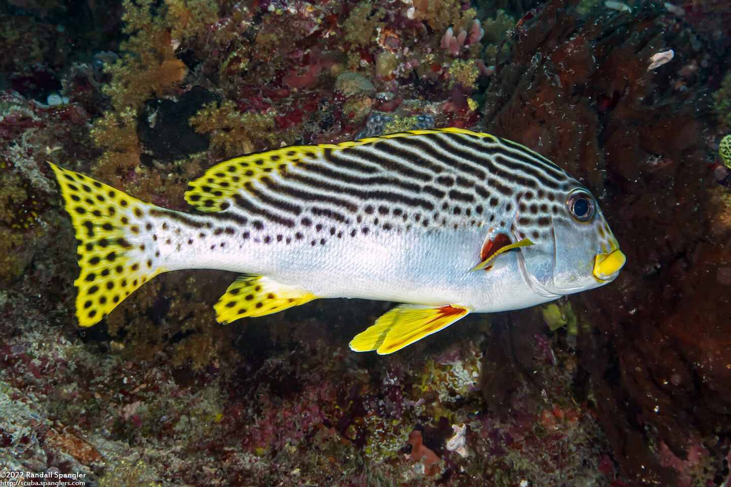 Plectorhinchus lineatus (Diagonal-Banded Sweetlips)