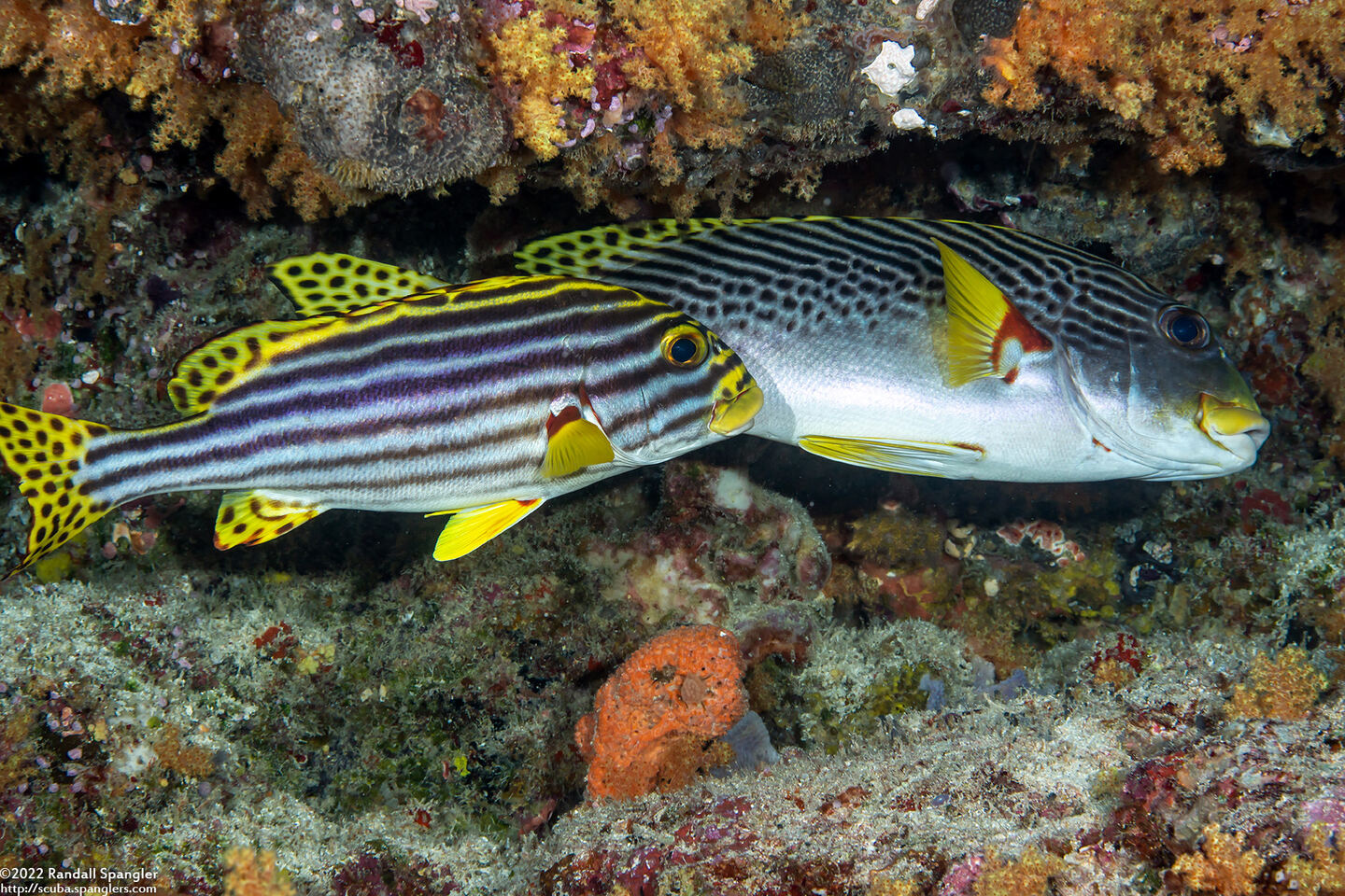 Plectorhinchus vittatus (Oriental Sweetlips); Diagonal-banded sweetlips behind oriental sweetlips