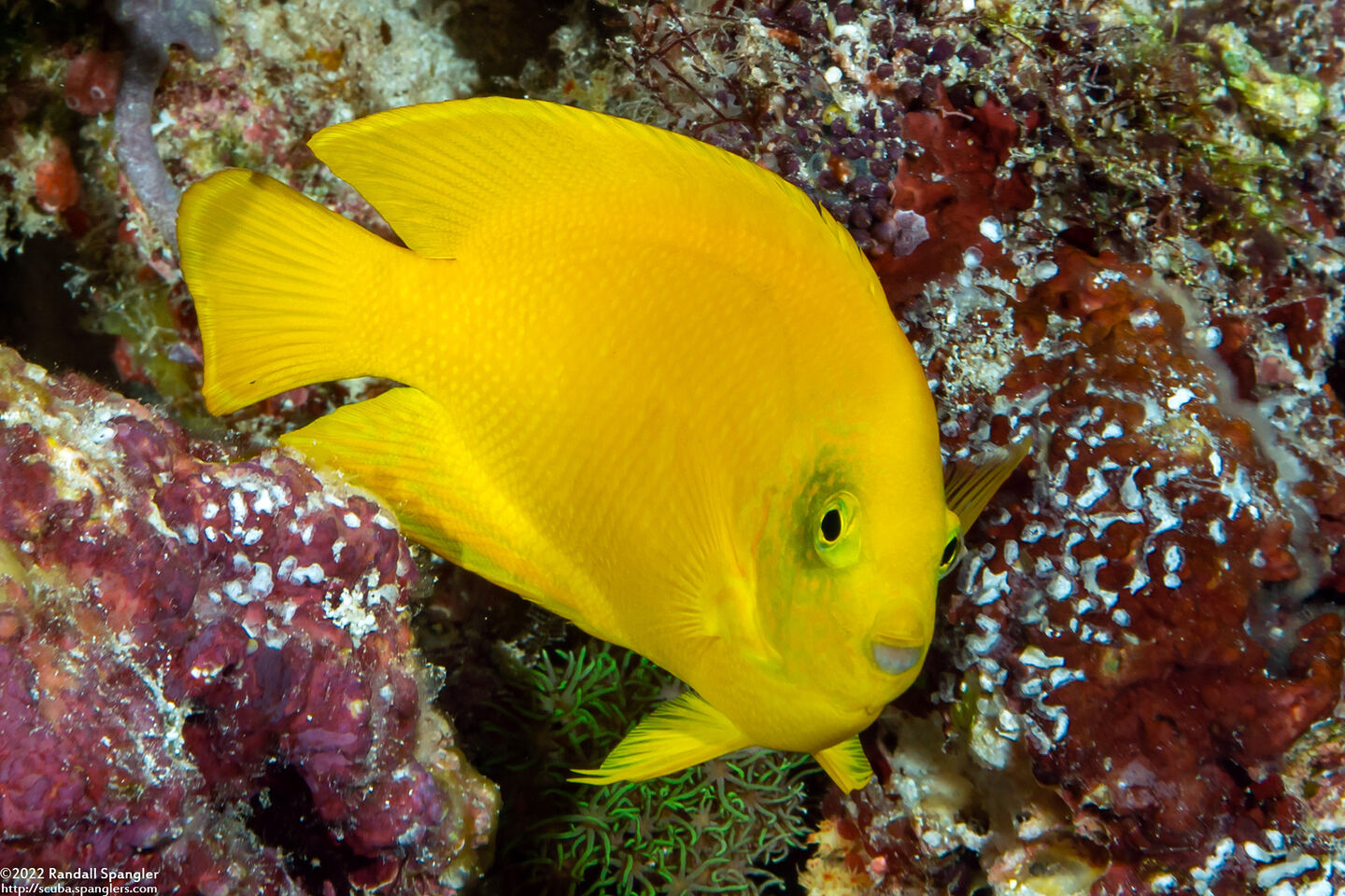 Centropyge heraldi (Yellow Pygmy Angelfish)