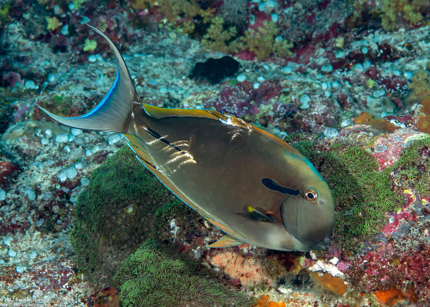Acanthurus nigricauda (Blackstreak Surgeonfish)