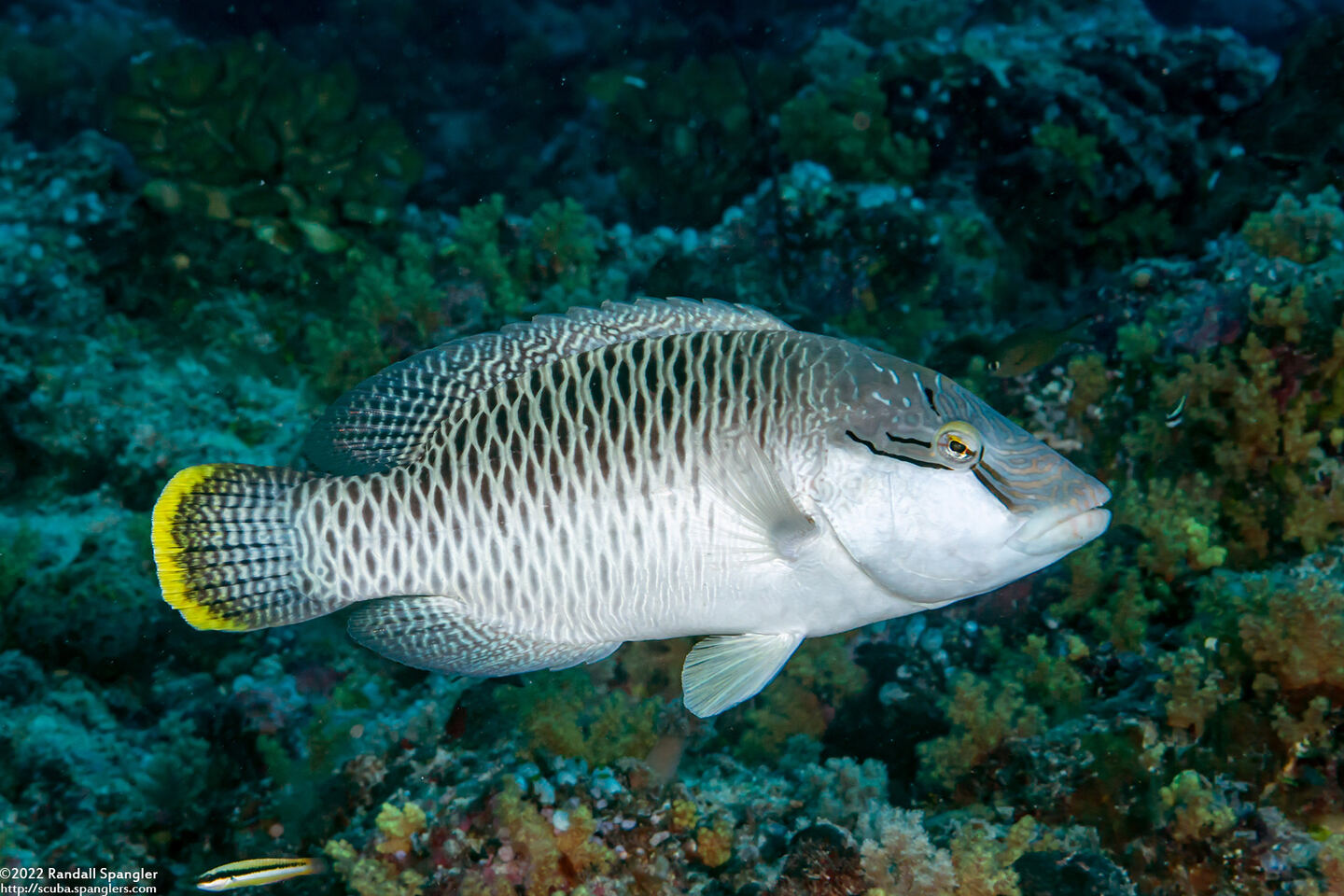 Cheilinus undulatus (Humphead Wrasse)