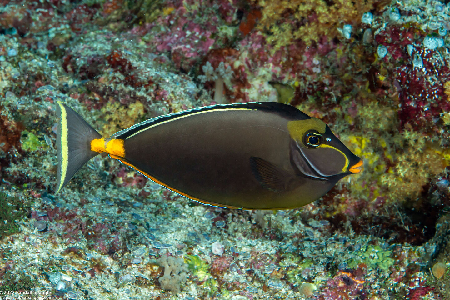 Naso lituratus (Orangespine Unicornfish)