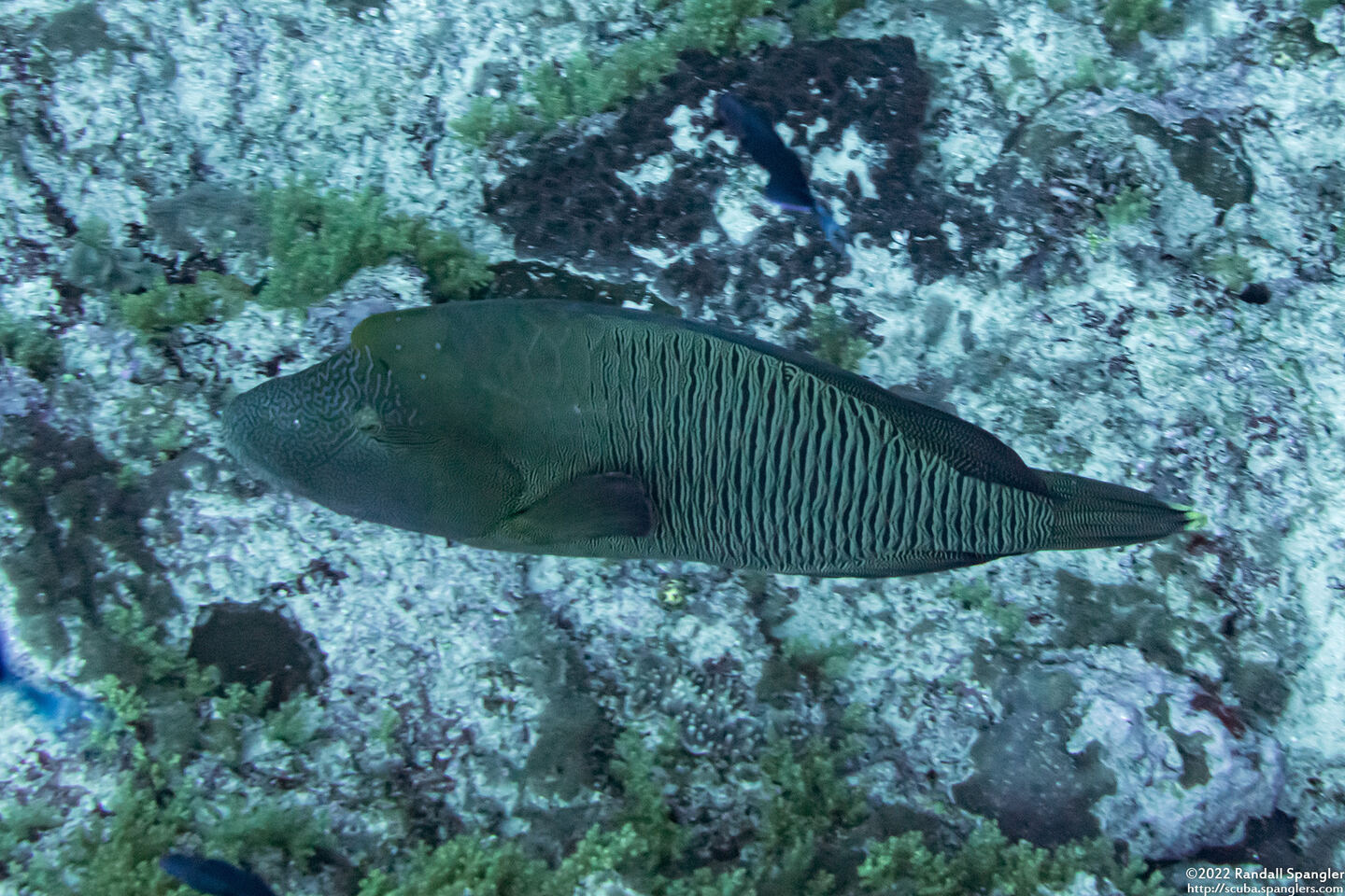 Cheilinus undulatus (Humphead Wrasse)
