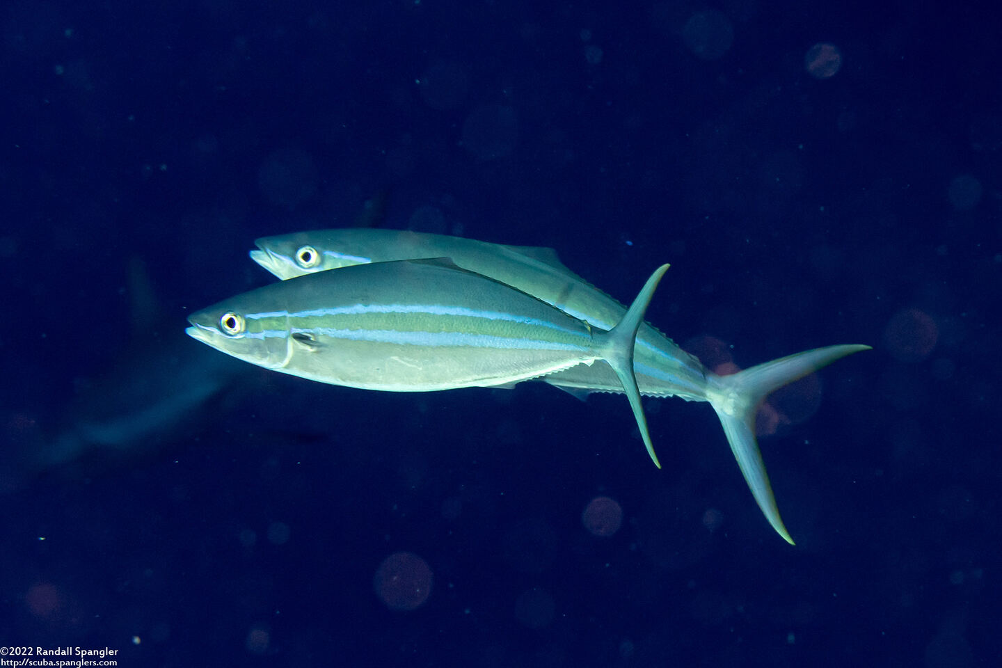 Elagatis bipinnulata (Rainbow Runner)