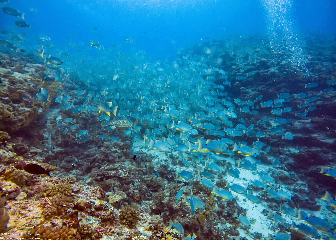 Symphorichthys spilurus (Sailfin Snapper); Large school preparing to mate
