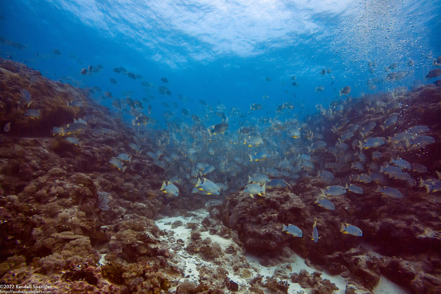 Symphorichthys spilurus (Sailfin Snapper); Large school preparing to mate