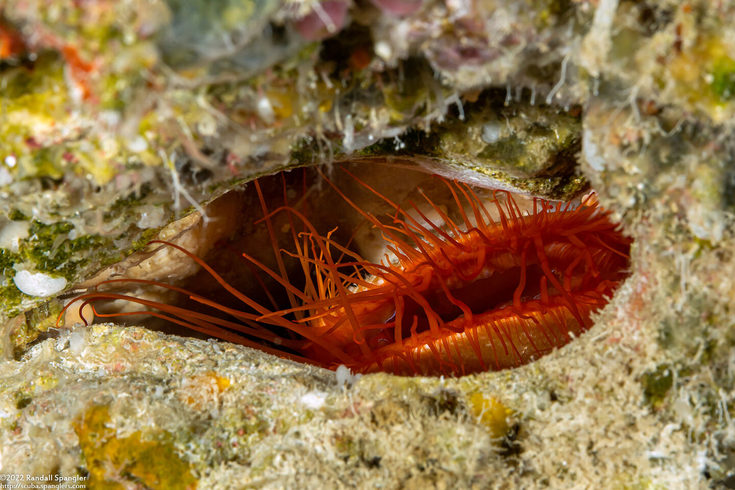 Ctenoides ales (Electric Fileclam)