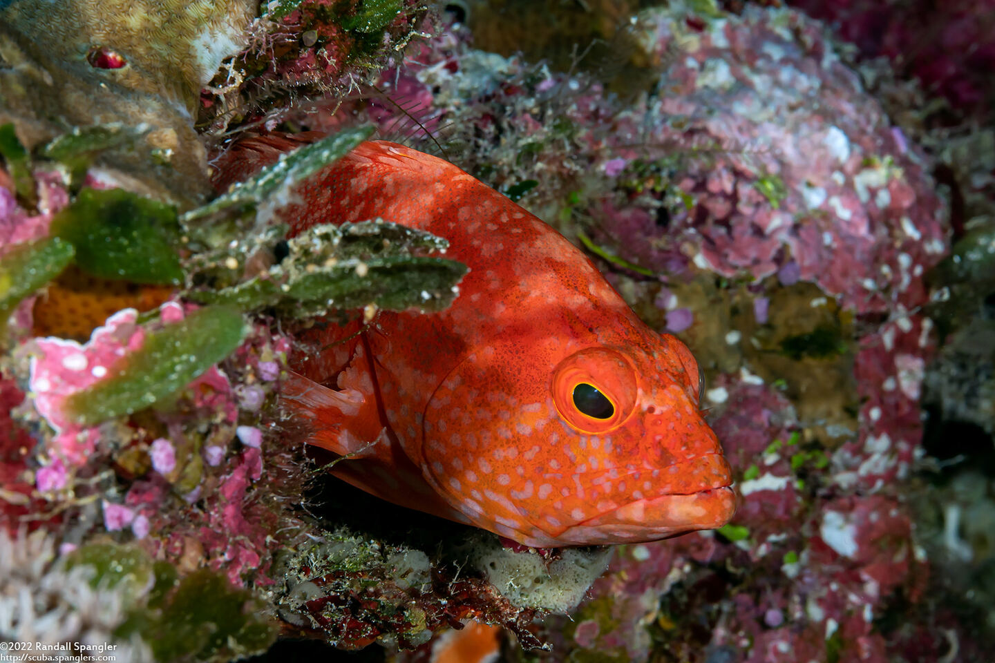 Cephalopholis spiloparaea (Strawberry Grouper)