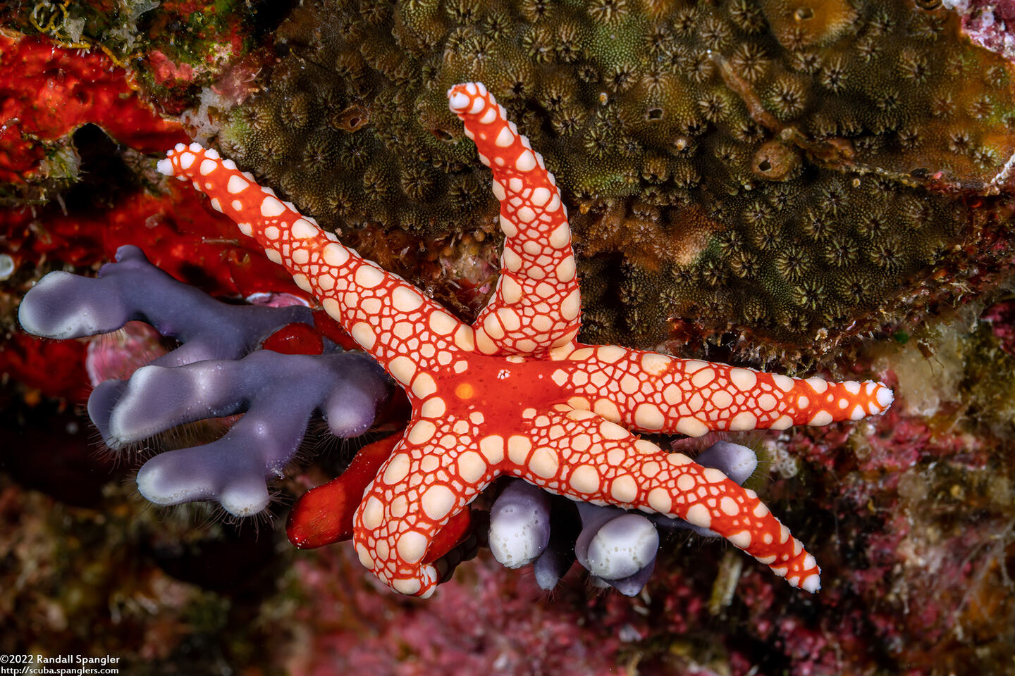 Fromia monilis (Peppermint Sea Star)