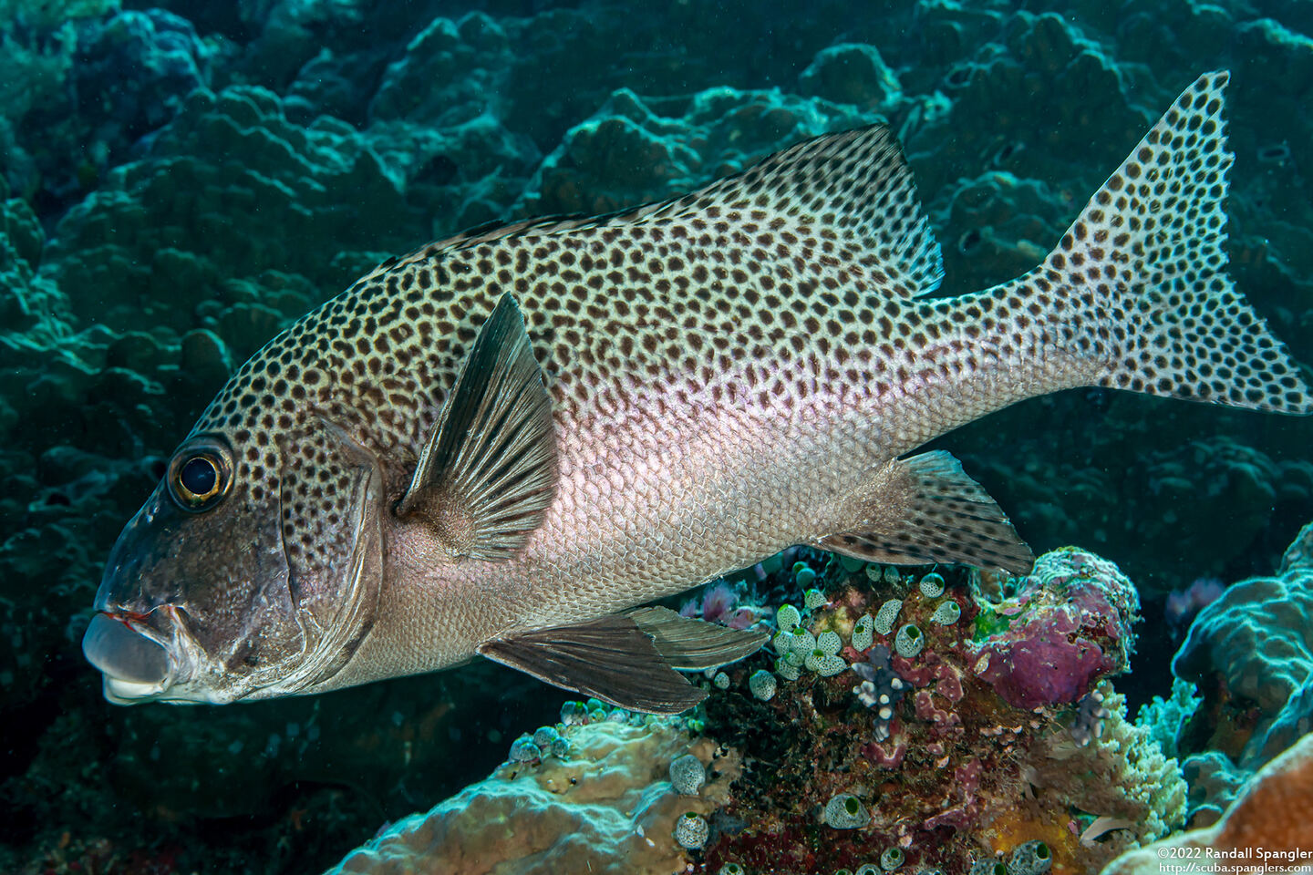 Plectorhinchus chaetodonoides (Many-Spotted Sweetlips)