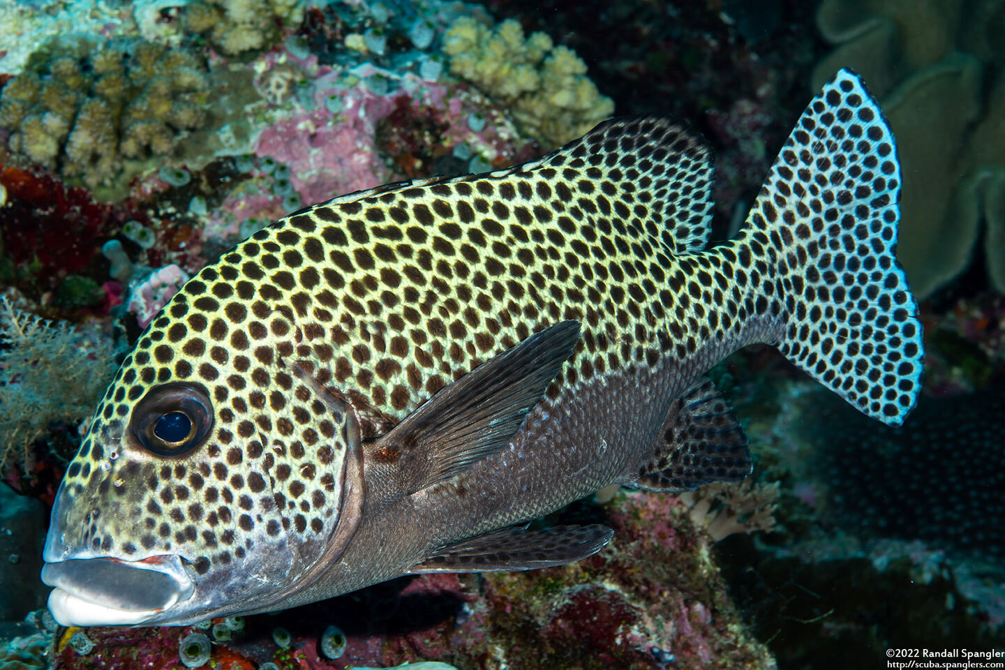 Plectorhinchus chaetodonoides (Many-Spotted Sweetlips)