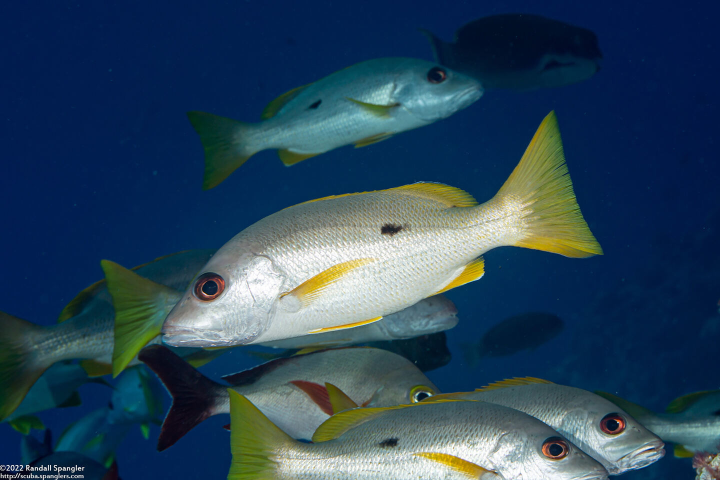 Lutjanus monostigma (Onespot Snapper)