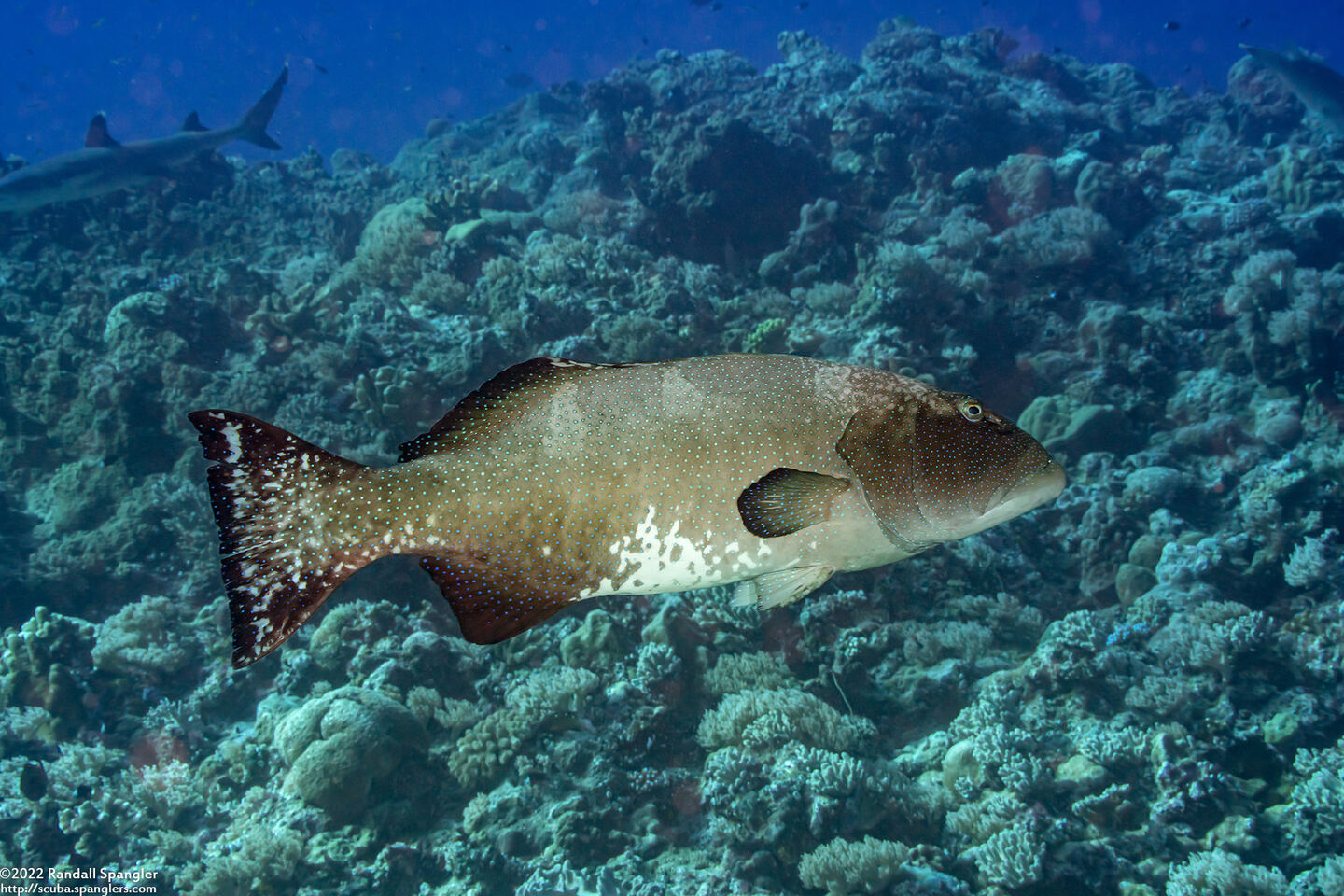 Plectropomus laevis (Blacksaddle Coral Grouper)