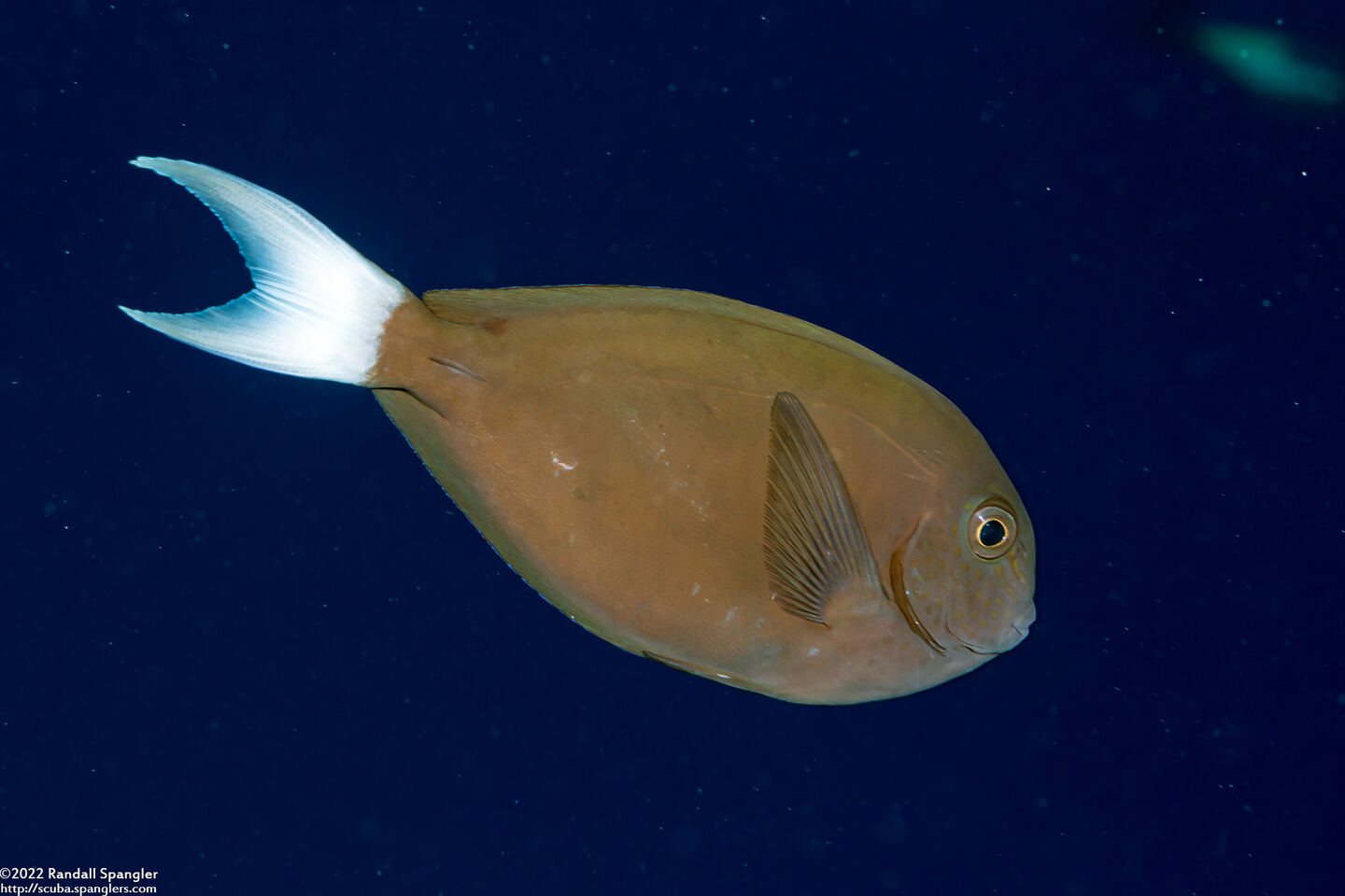 Acanthurus thompsoni (Whitetail Surgeonfish)