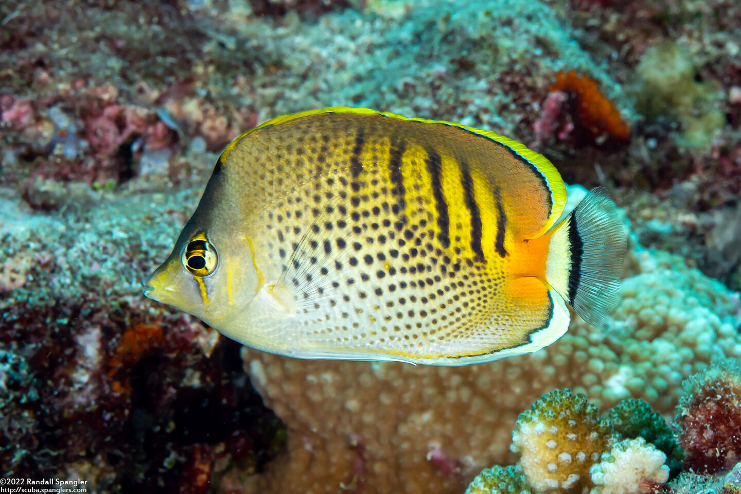 Chaetodon punctatofasciatus (Spot-Banded Butterflyfish)