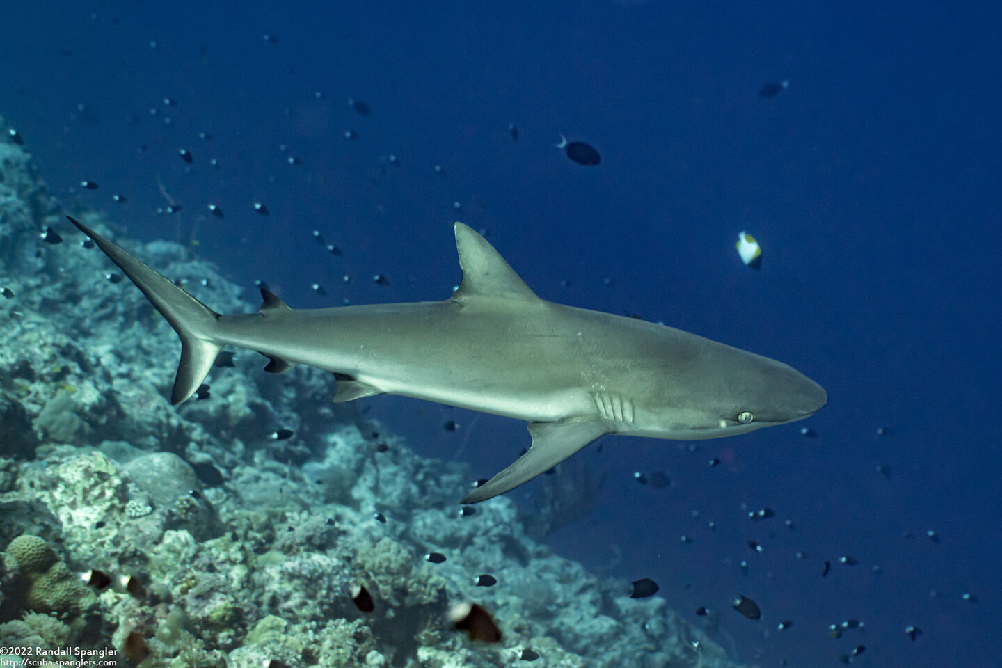 Carcharhinus amblyrhynchos (Gray Reef Shark)
