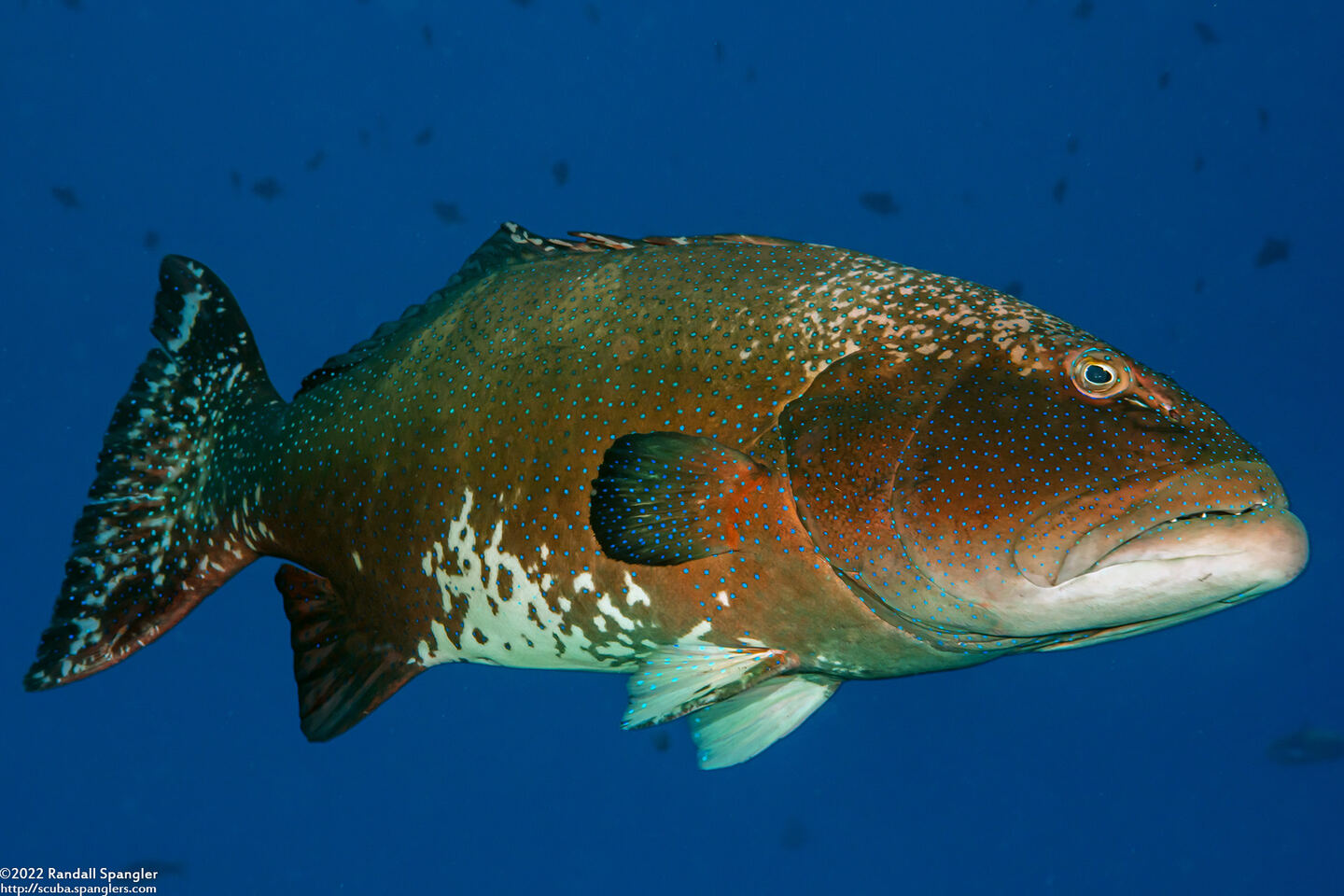 Plectropomus laevis (Blacksaddle Coral Grouper)