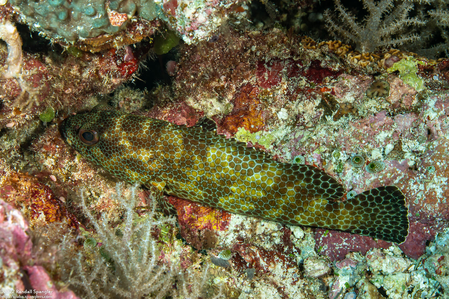 Epinephelus hexagonatus (Hexagon Grouper)