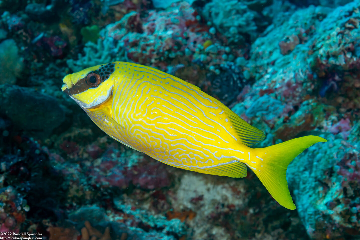 Siganus puellus (Masked Rabbitfish)