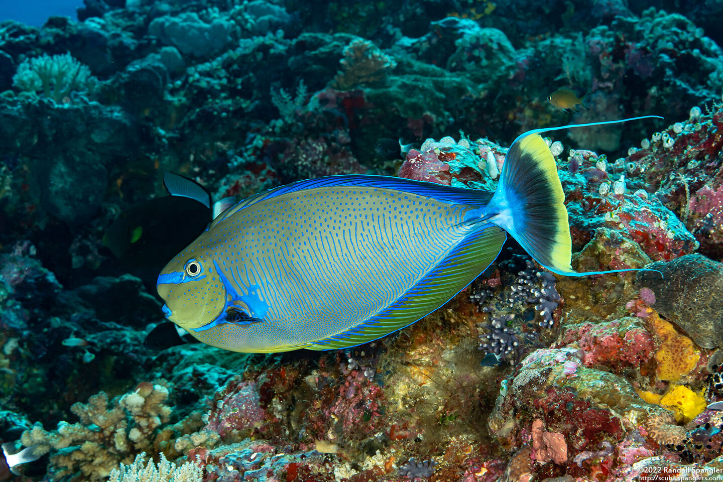 Naso vlamingii (Bignose Unicornfish)