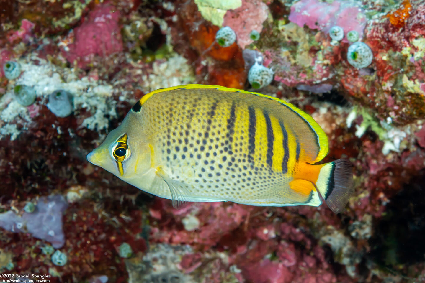 Chaetodon punctatofasciatus (Spot-Banded Butterflyfish)