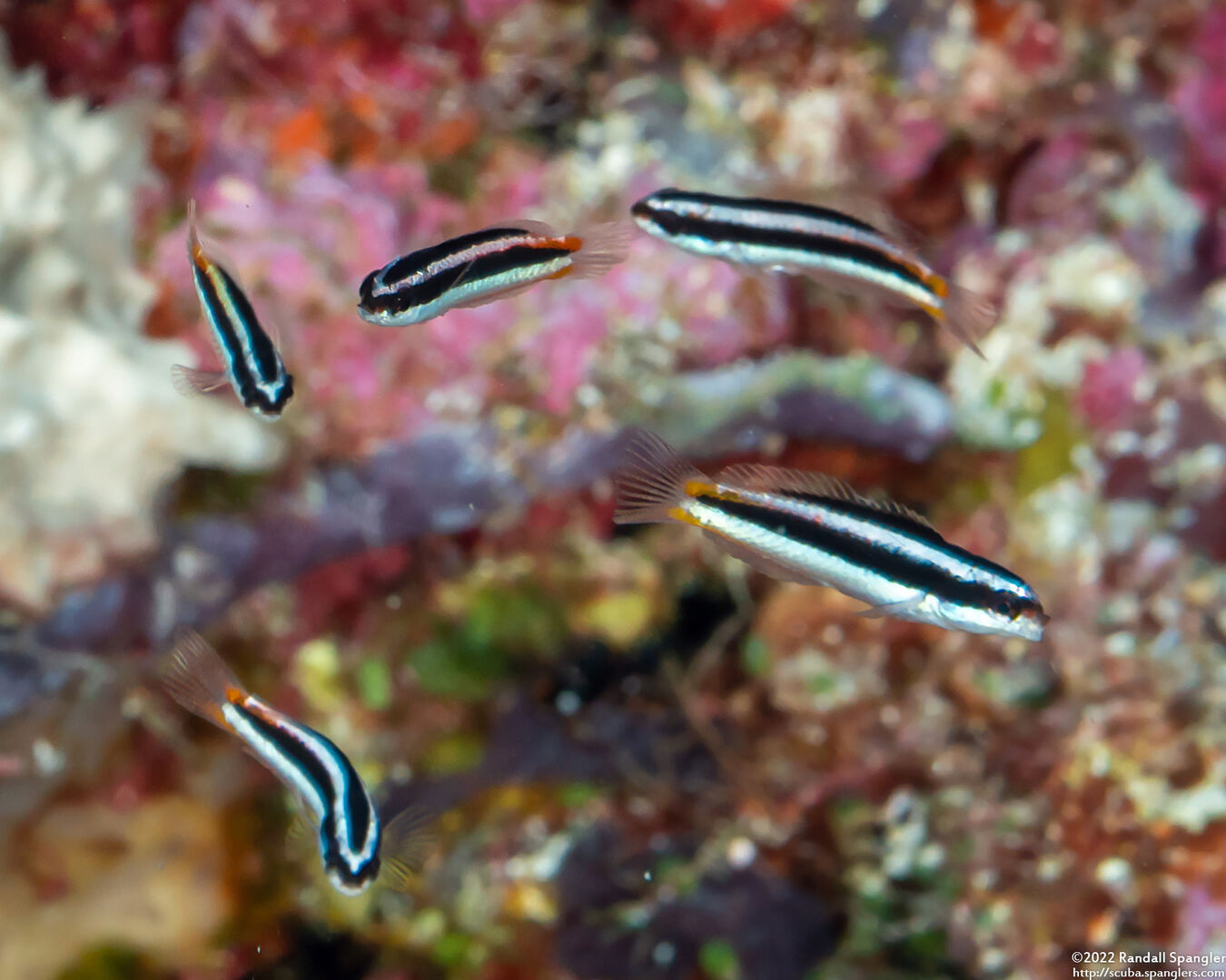 Thalassoma amblycephalum (Bluntheaded Wrasse)