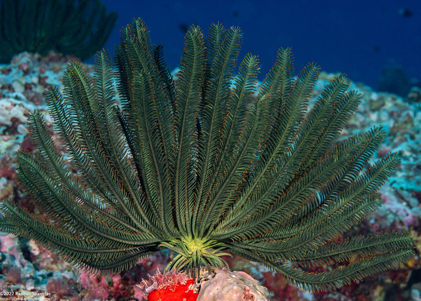 Anneissia bennetti (Bennett's Feather Star)