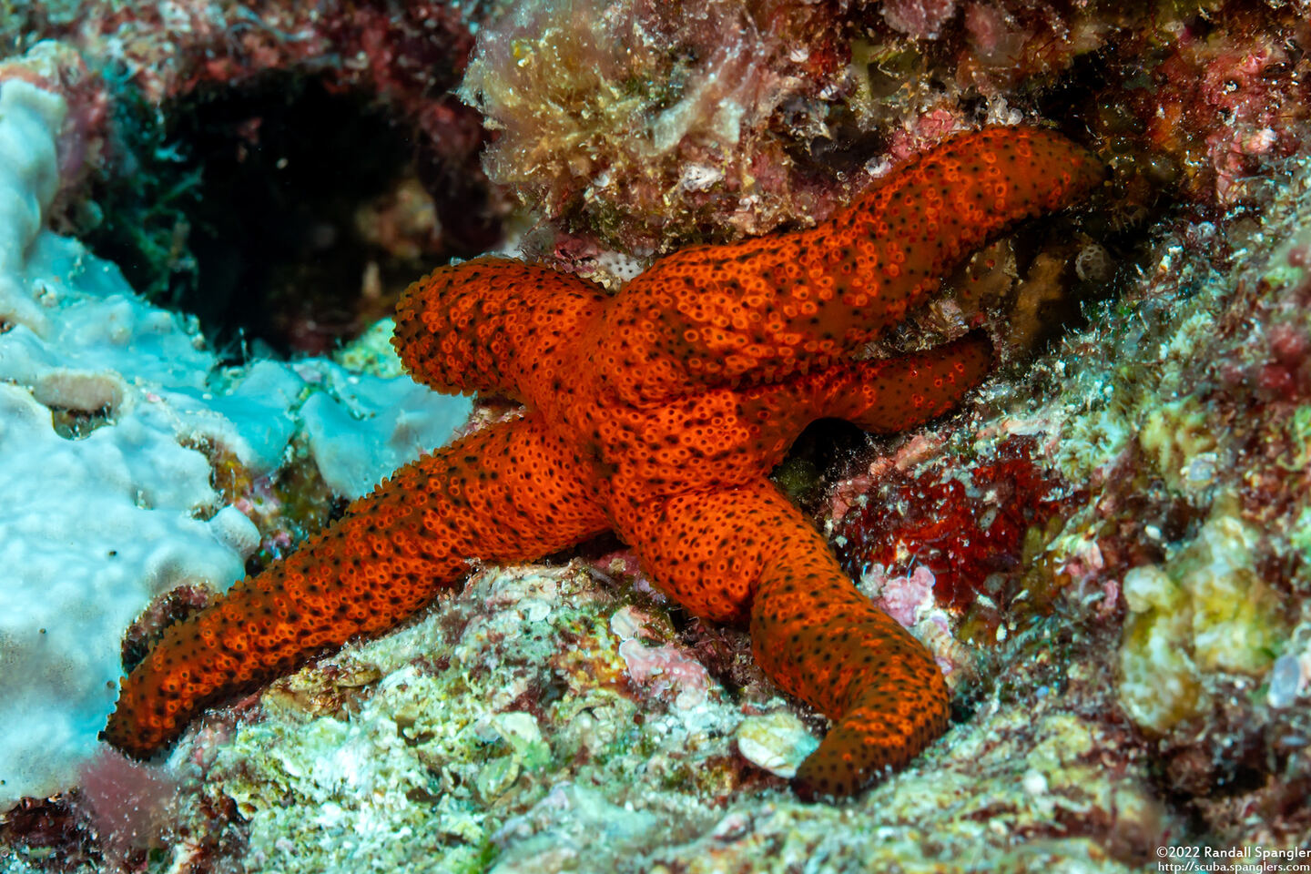 Fromia milleporella (Thousand-Pores Sea Star)
