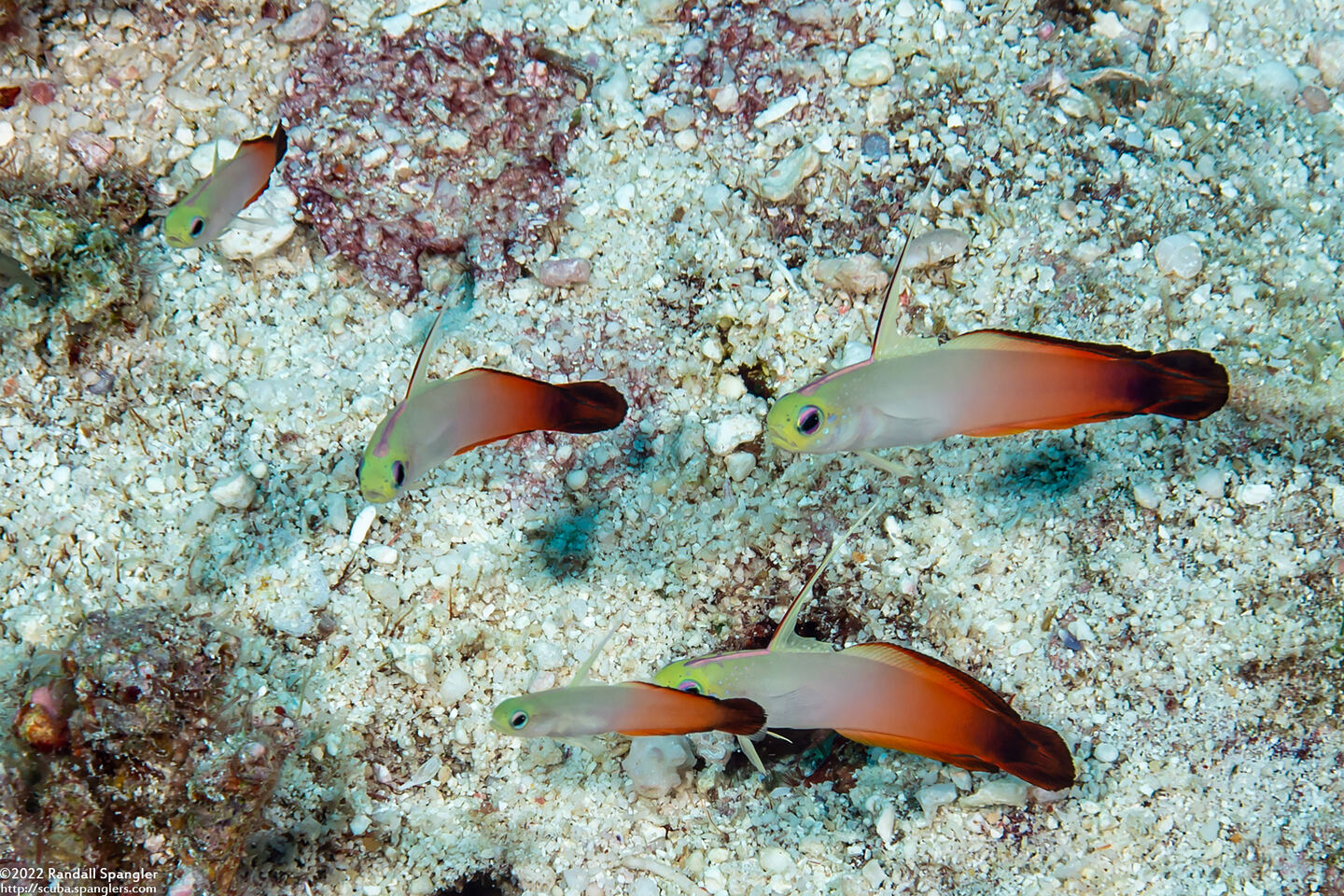 Nemateleotris magnifica (Fire Dartfish)