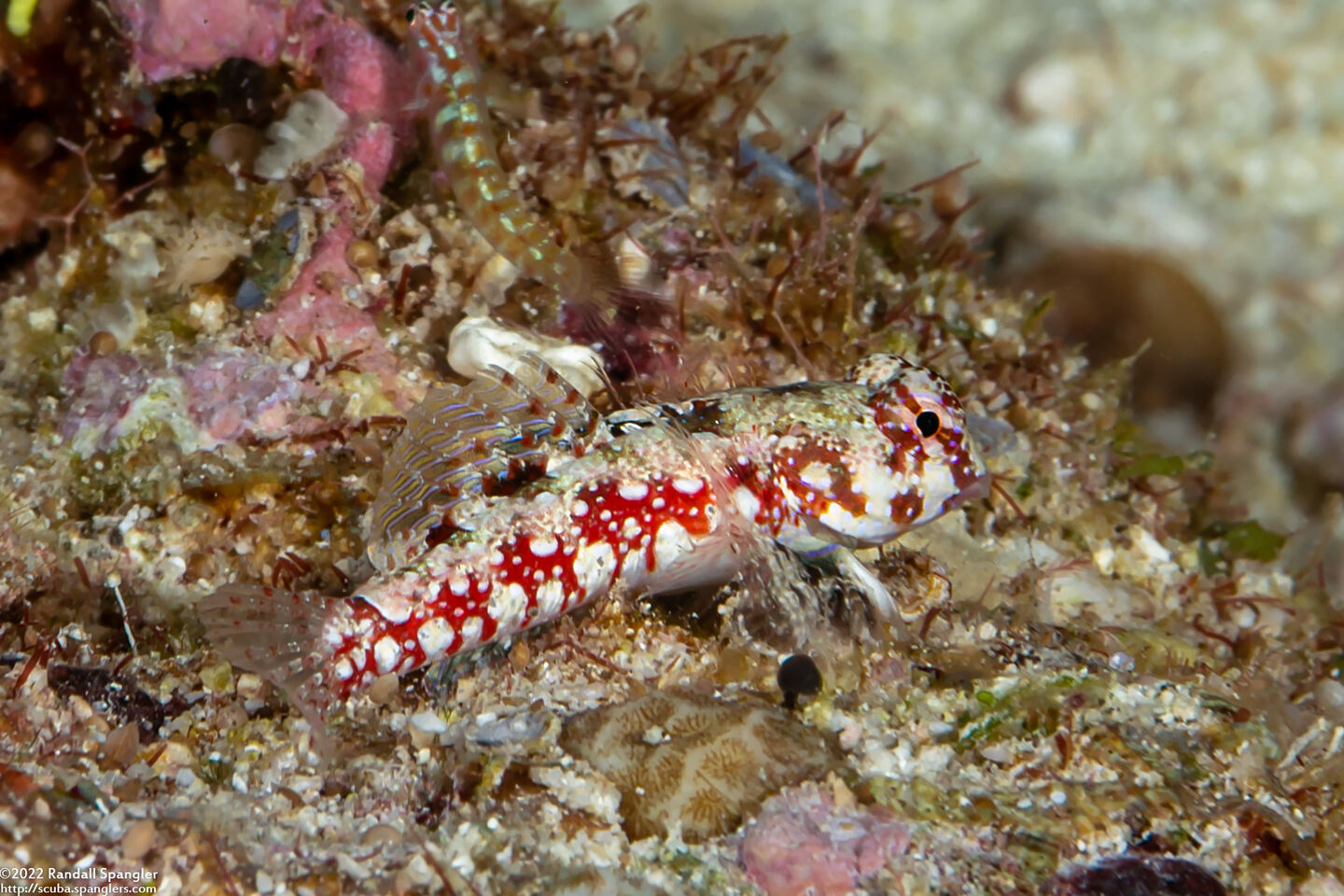 Synchiropus moyeri (Moyer's Dragonet)