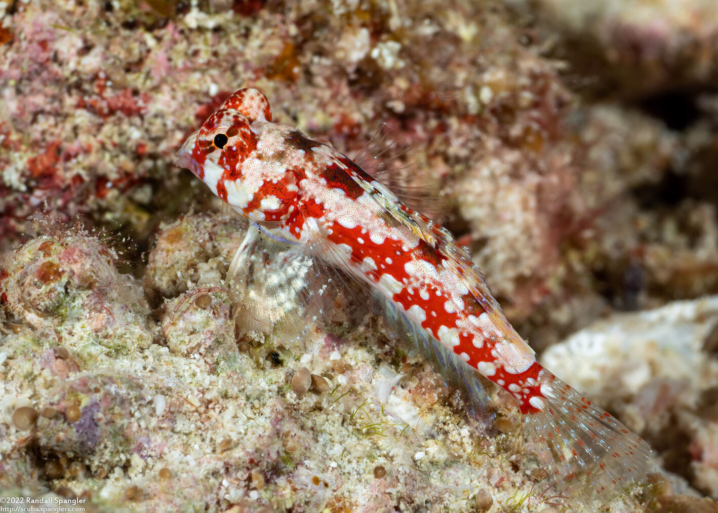 Synchiropus moyeri (Moyer's Dragonet)