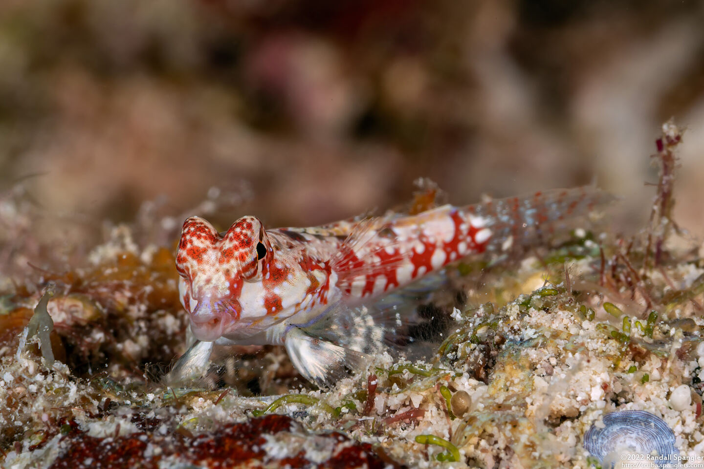Synchiropus moyeri (Moyer's Dragonet)