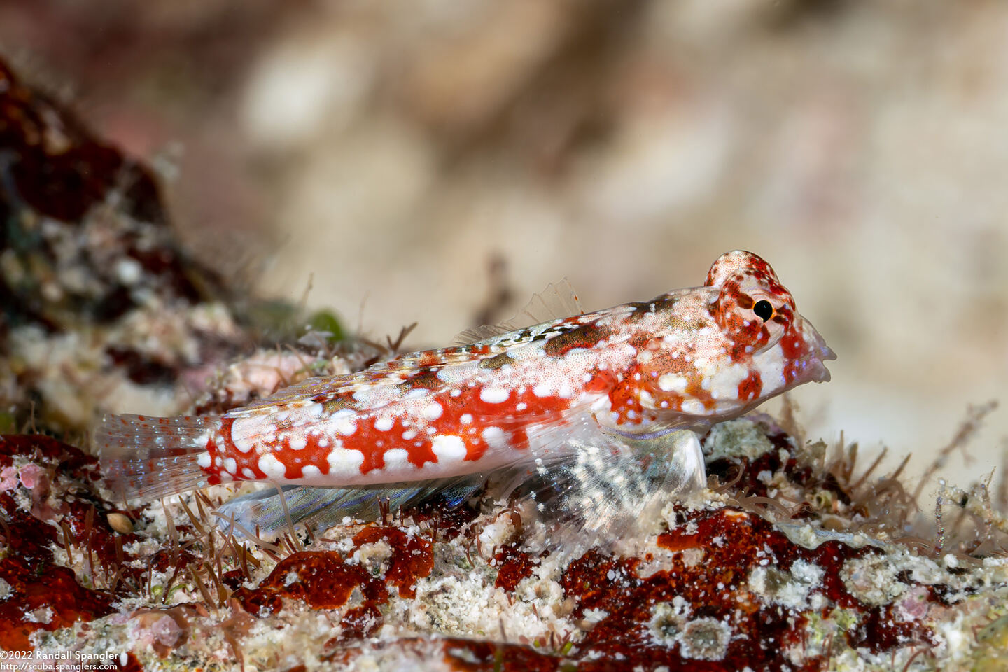 Synchiropus moyeri (Moyer's Dragonet)