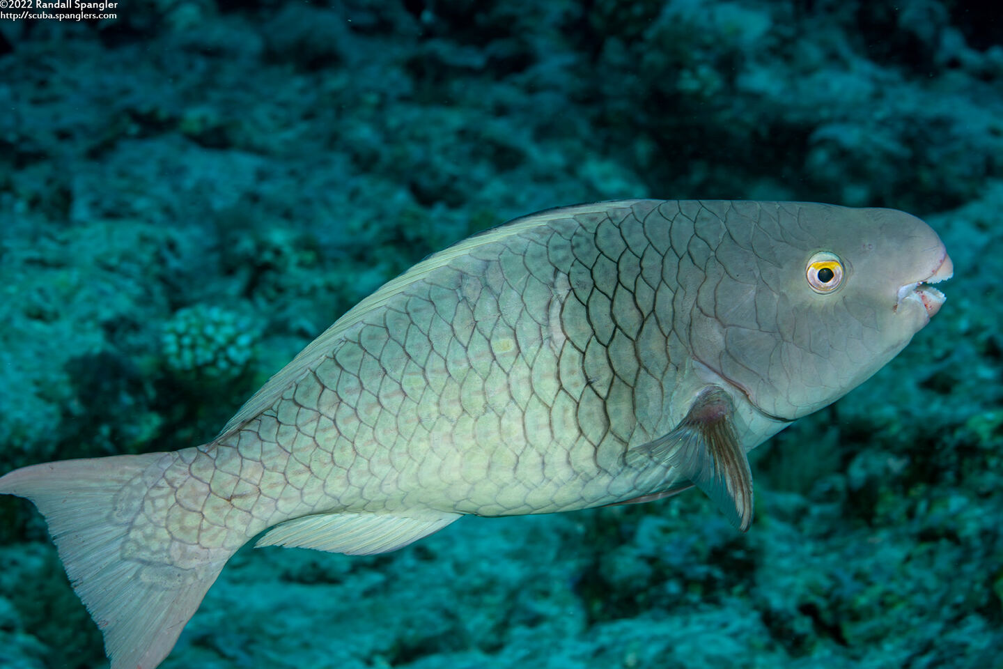 Scarus rubroviolaceus (Redlip Parrotfish)