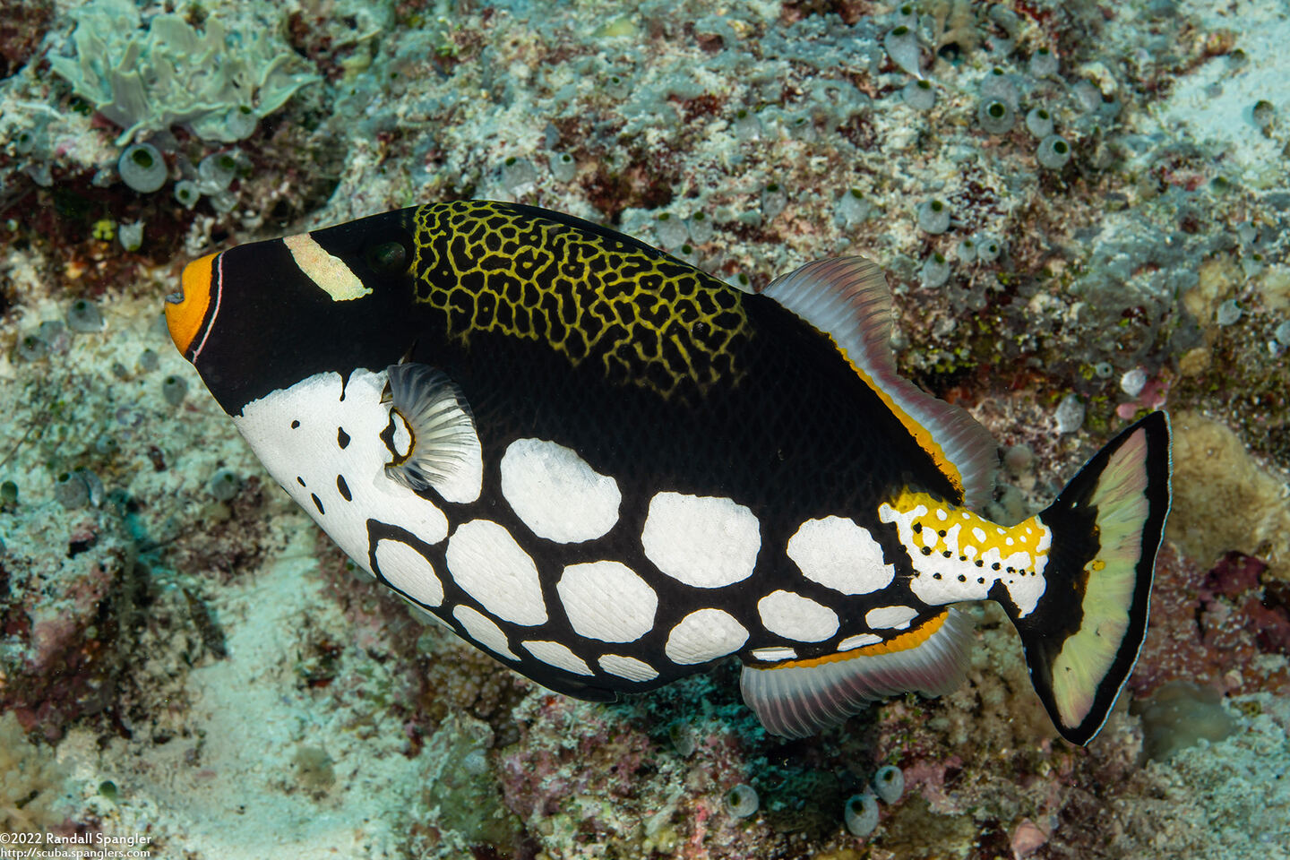 Balistoides conspicillum (Clown Triggerfish)