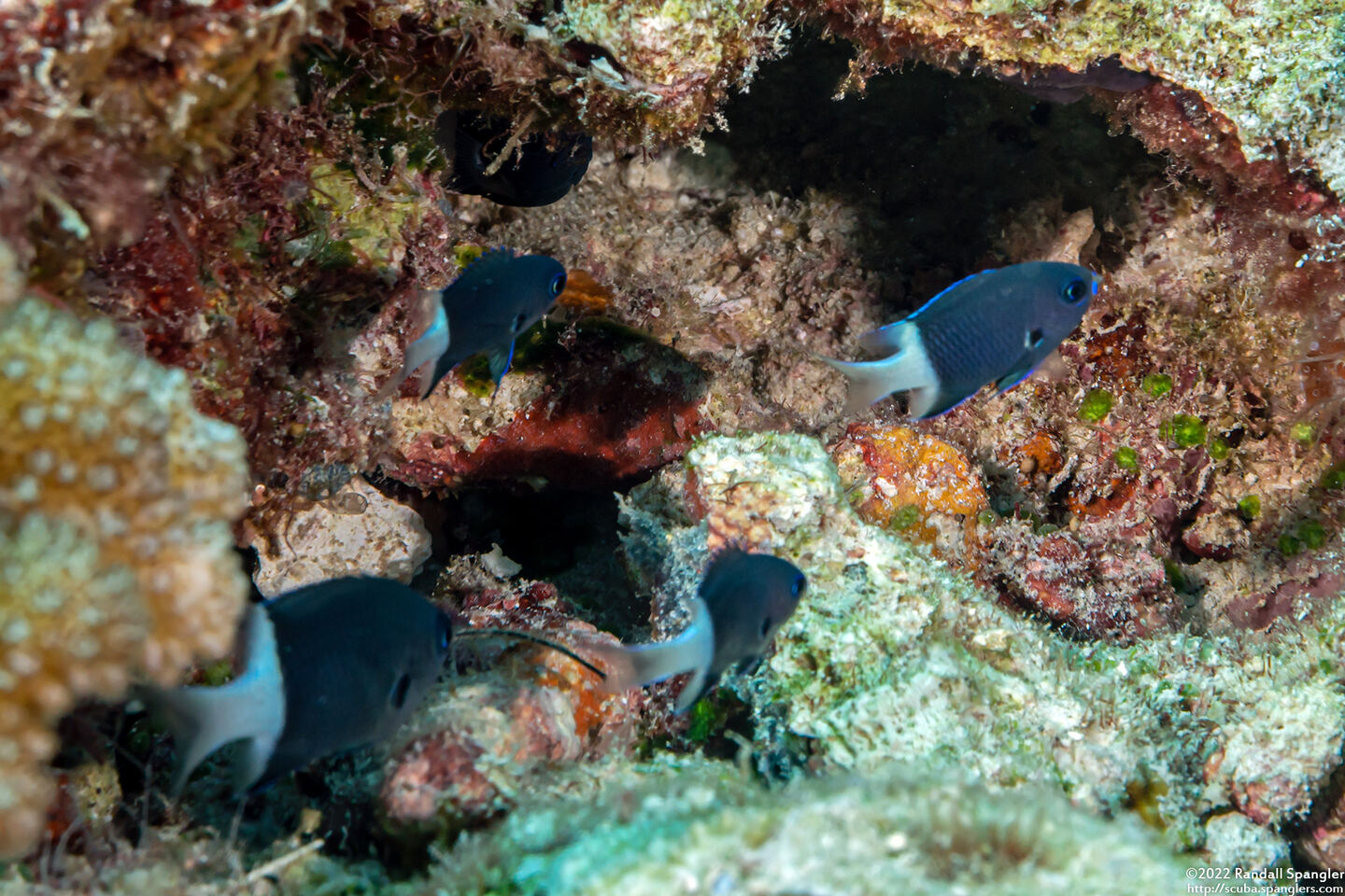 Chromis margaritifer (Bicolor Chromis)
