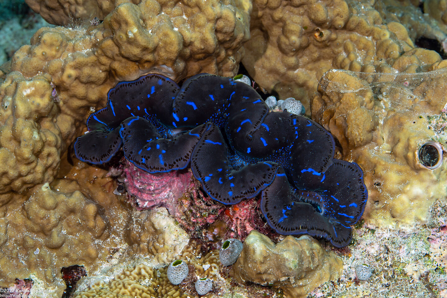 Tridacna crocea (Boring Giant Clam)