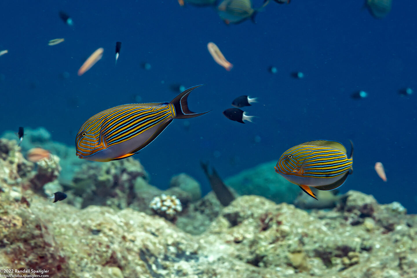 Acanthurus lineatus (Striped Surgeonfish)
