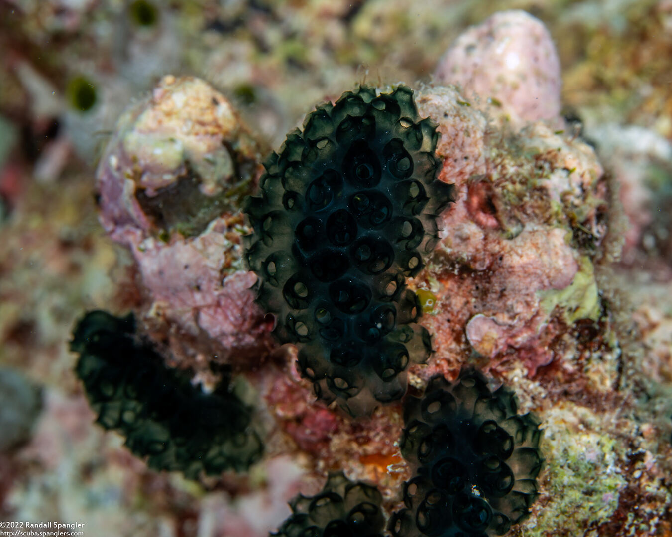 Sigillina signifera (Sigillina Signifera)