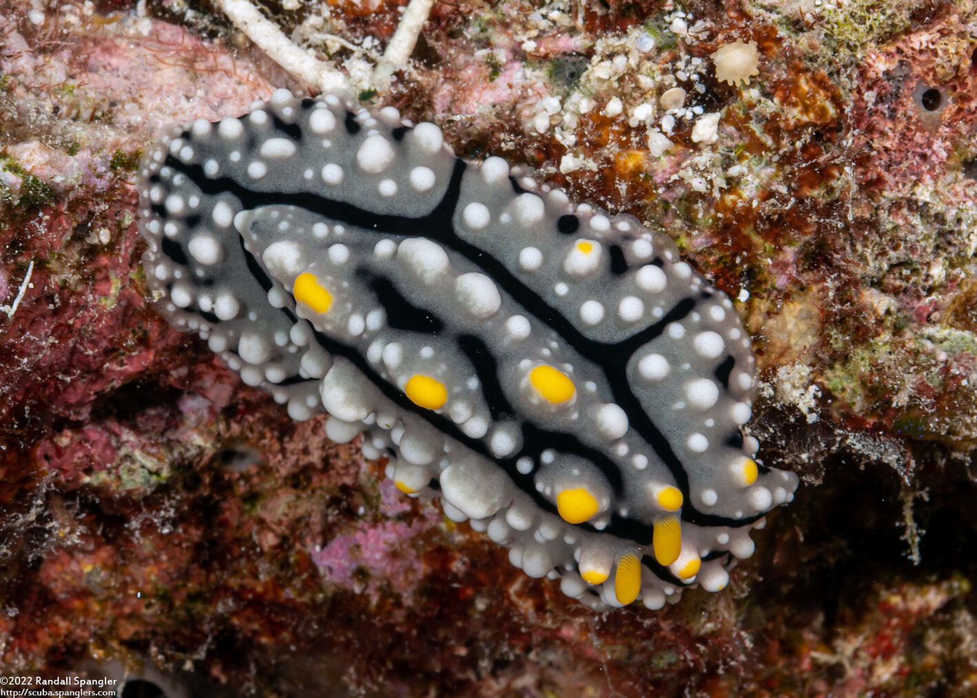 Phyllidia elegans (Elegant Phyllidia)
