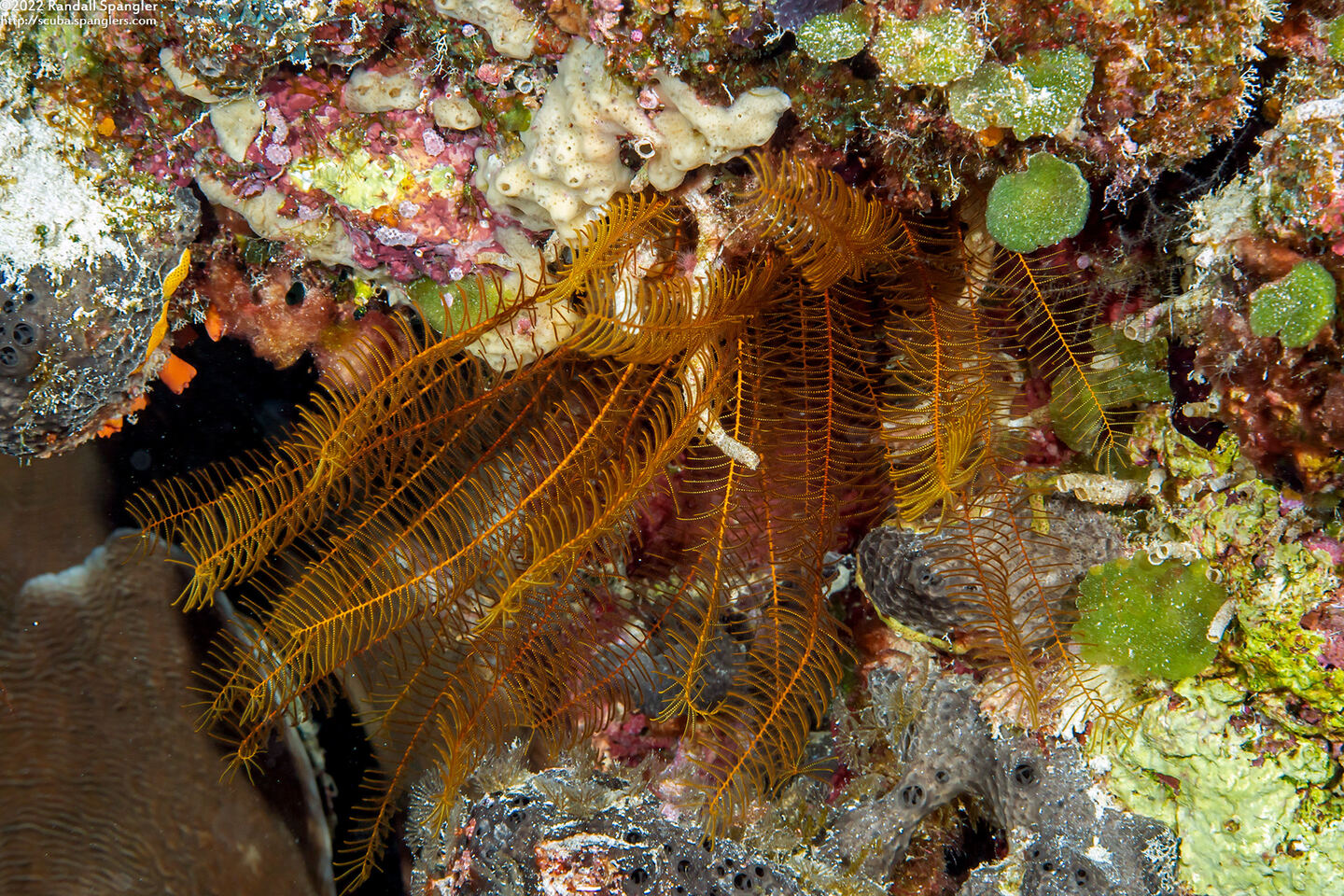 Phanogenia gracilis (Slender Feather Star)