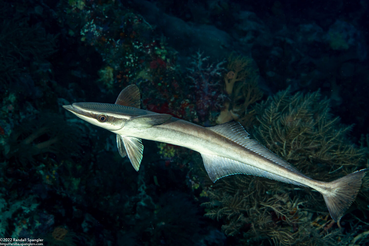 Echeneis naucrates (Sharksucker)