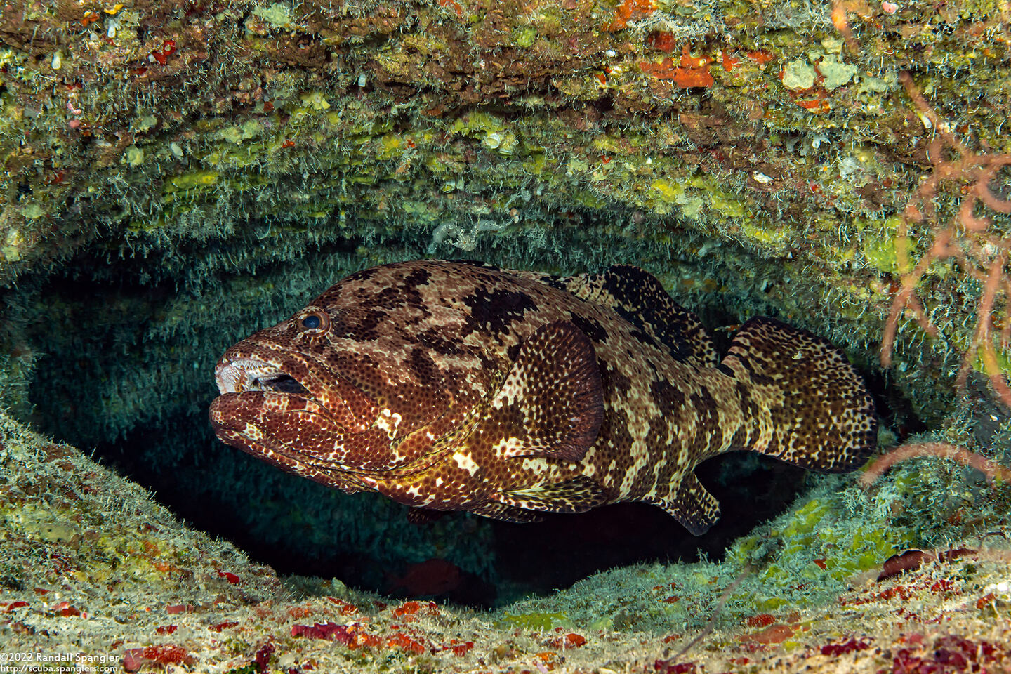 Epinephelus fuscoguttatus (Brown-Marbled Grouper)