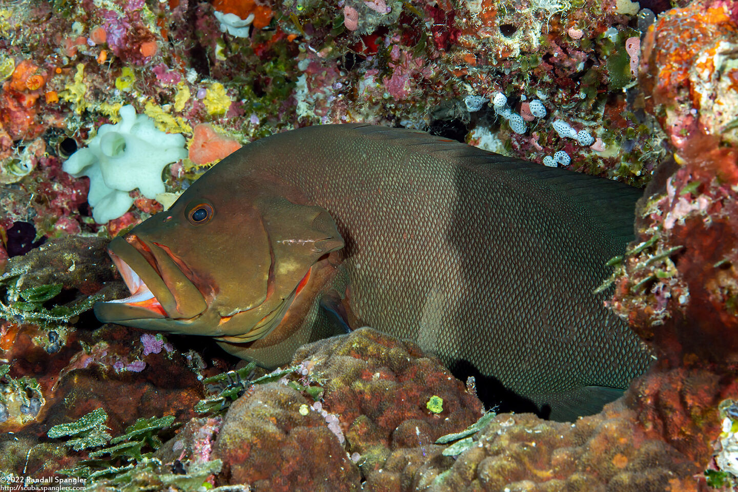 Aethaloperca rogaa (Redmouth Grouper)