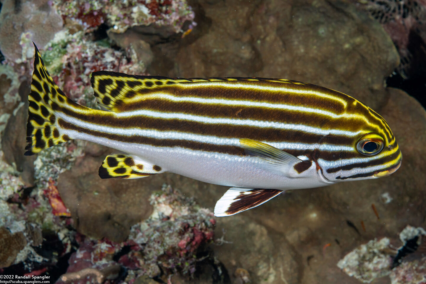 Plectorhinchus lessonii (Striped Sweetlips)