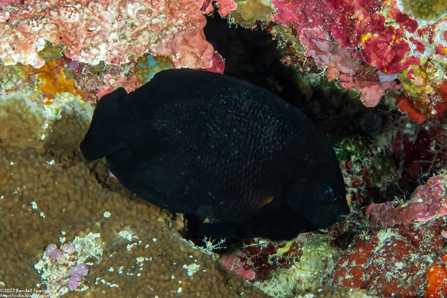 Centropyge nox (Midnight Angelfish)