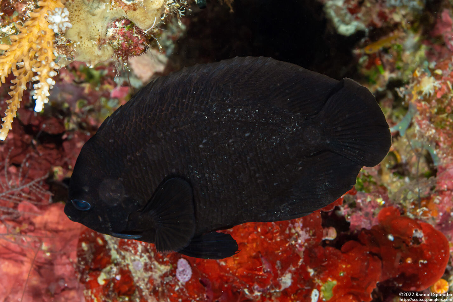 Centropyge nox (Midnight Angelfish)