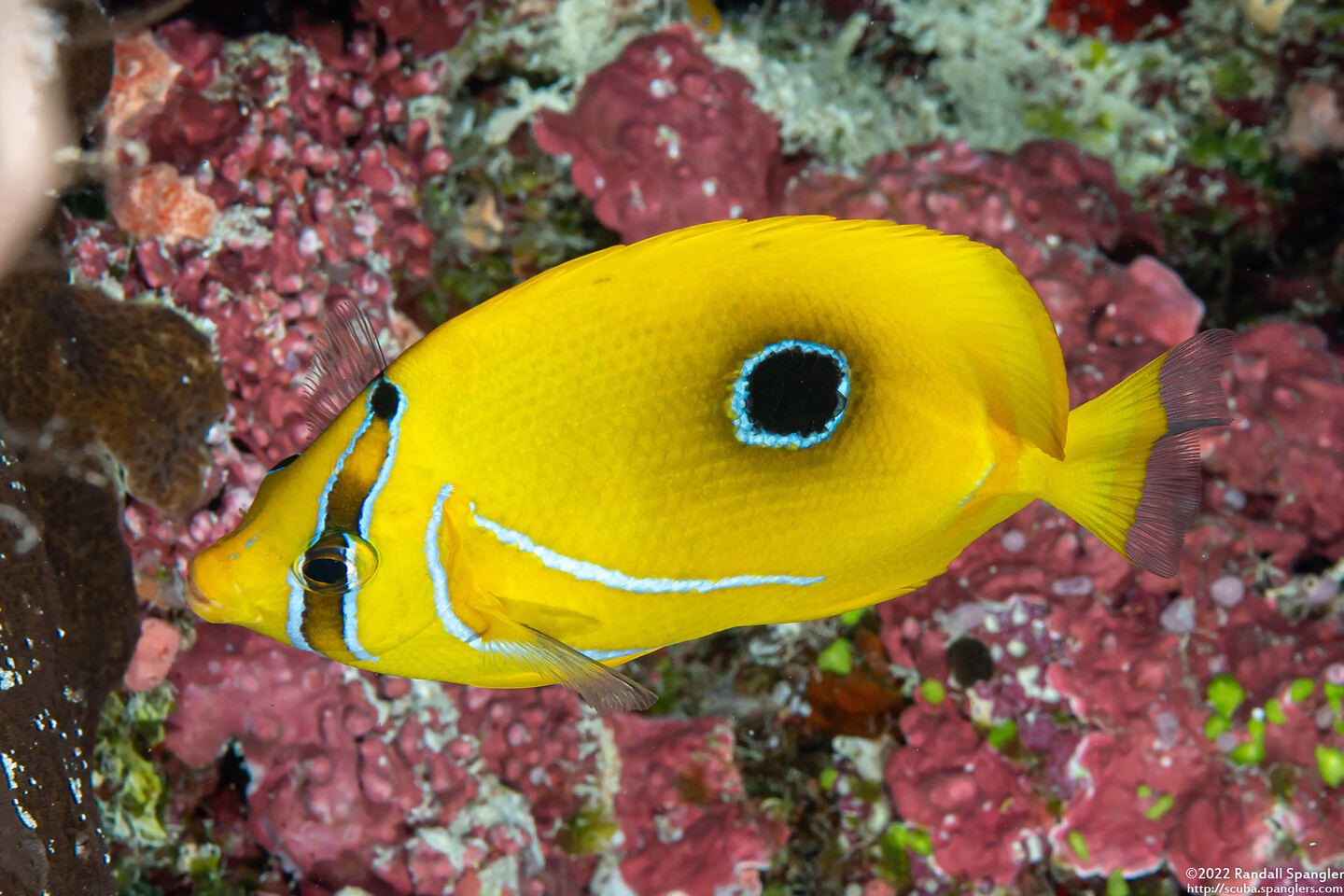 Chaetodon bennetti (Eclipse Butterflyfish)