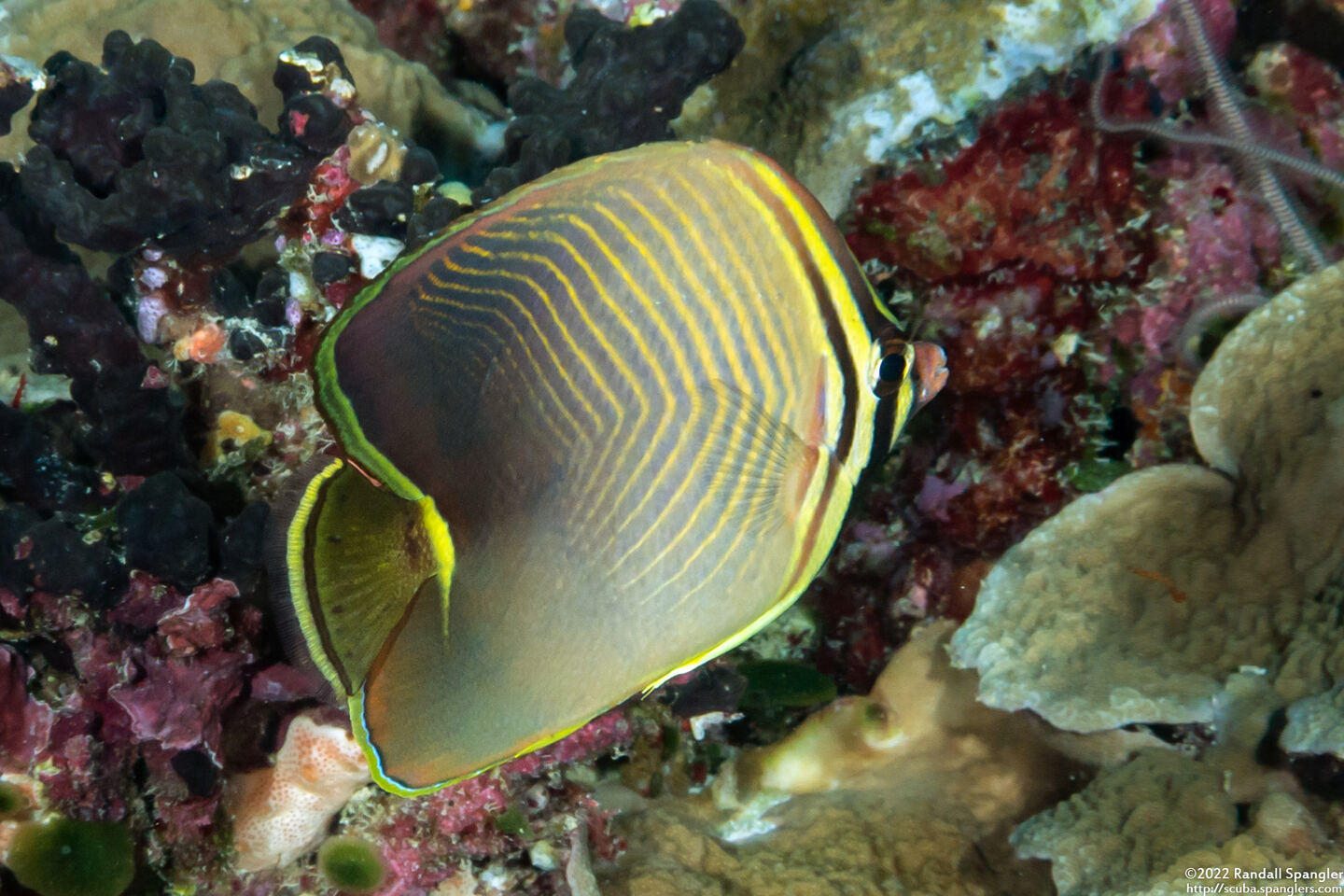 Chaetodon baronessa (Eastern Triangular Butterflyfish)